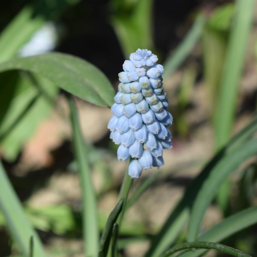 Muscari neglectum Babys Breath - Grape Hyacinth (Flowering)