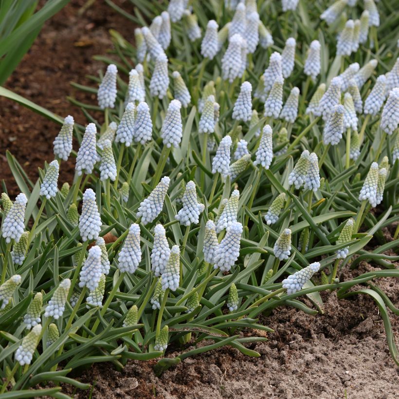 Muscari neglectum Babys Breath - Grape Hyacinth (Plant habit)