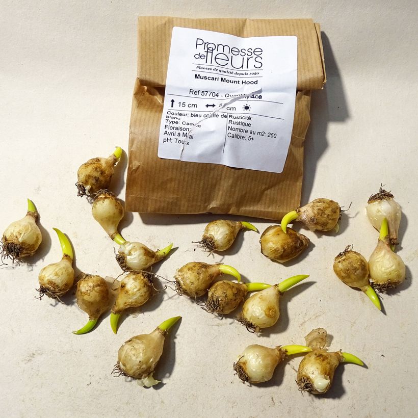 Example of Muscari Mount Hood Bulb size 5+ specimen as delivered
