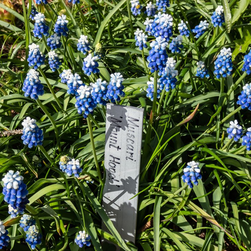 Muscari Mount Hood (Plant habit)