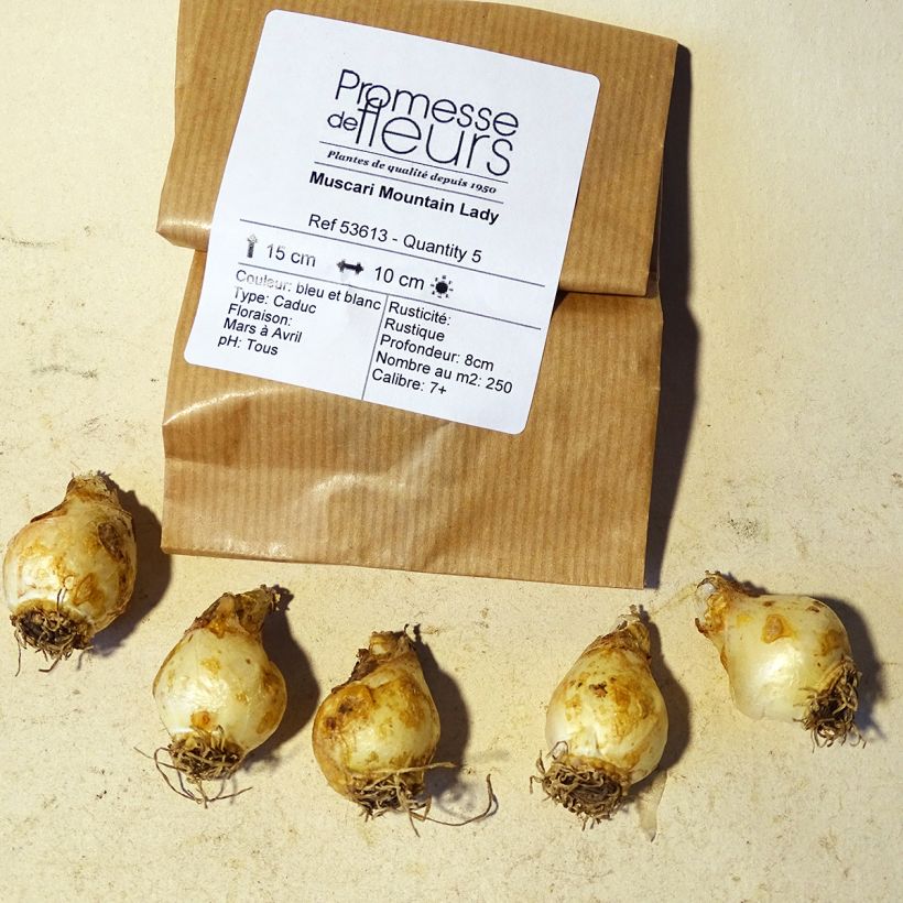 Example of Muscari Mountain Lady - Grape Hyacinth Bulb size 8+ specimen as delivered