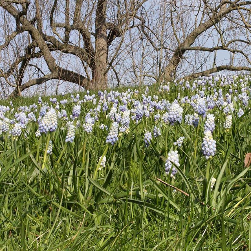 Muscari armeniacum Peppermint - Grape Hyacinth (Flowering)