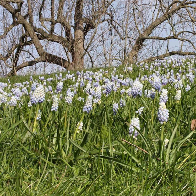 Muscari armeniacum Peppermint - Grape Hyacinth (Plant habit)