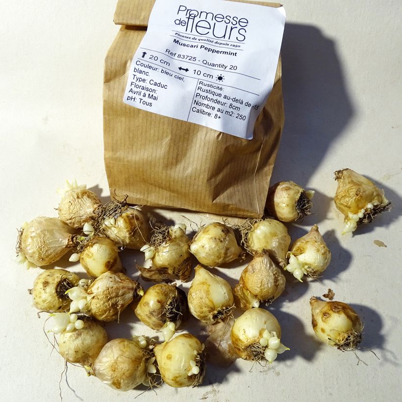 Example of Muscari armeniacum Peppermint - Grape Hyacinth Bulb size 7+ specimen as delivered