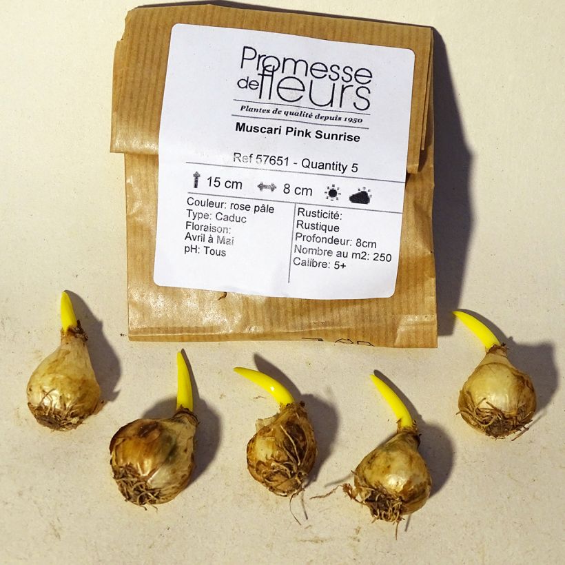 Example of Muscari Pink Sunrise - Grape Hyacinth Bulb size 6+ specimen as delivered