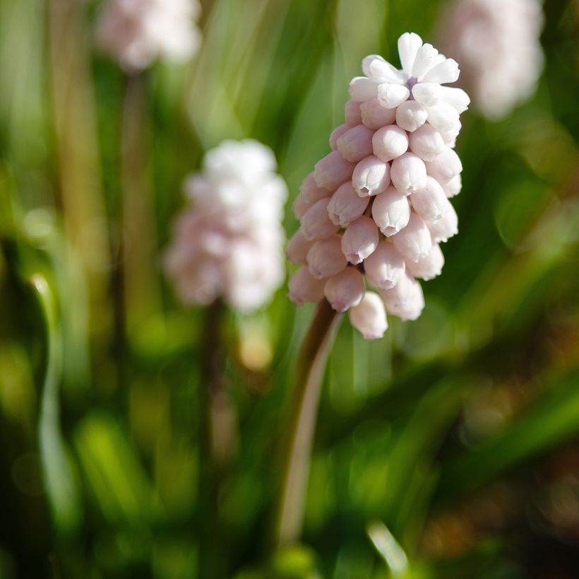 Muscari Pink Sunrise - Grape Hyacinth (Flowering)