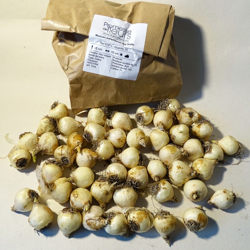 Example of Muscari Big Smile Bulb size 8+ specimen as delivered