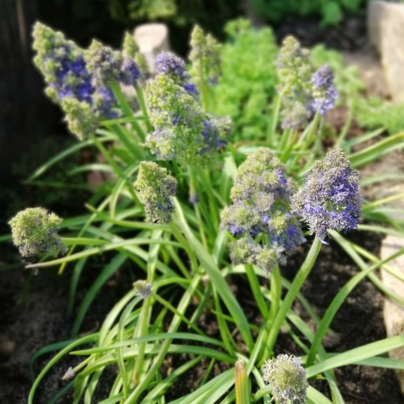 Muscari armeniacum Fantasy Creation (Plant habit)