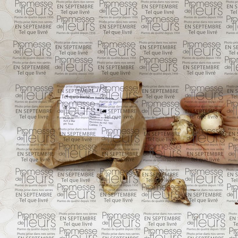 Example of Muscari armeniacum Valerie Finnis - Grape Hyacinth Bulb size 7+ specimen as delivered