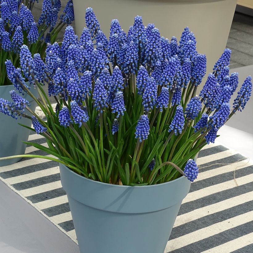 Muscari armeniacum 6+ (Plant habit)