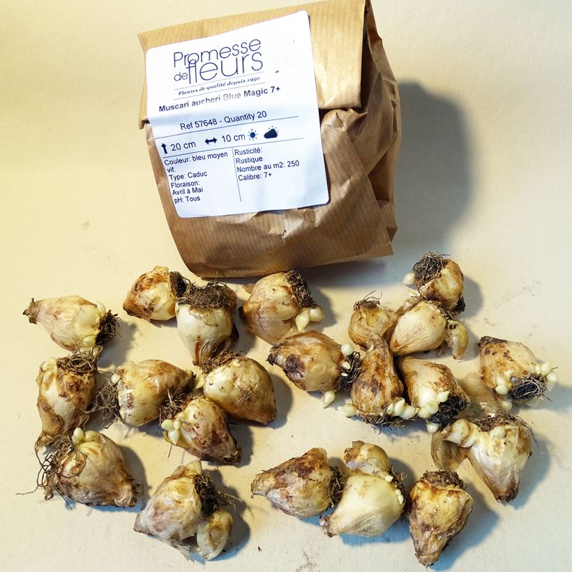 Example of Muscari aucheri Blue Magic Bulb size 7+ specimen as delivered