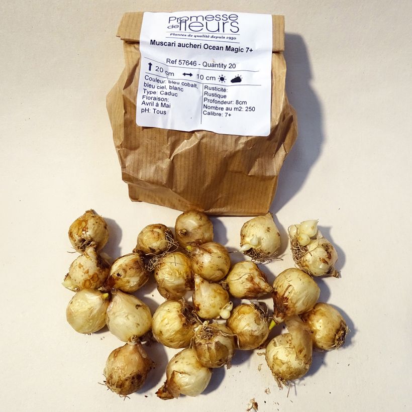Example of Muscari aucheri Ocean Magic - Grape Hyacinth Bulb size 7+ specimen as delivered