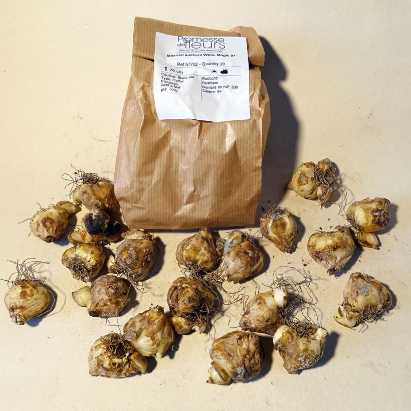 Example of Muscari aucheri White Magic - Grape Hyacinth Bulb size 9+ specimen as delivered