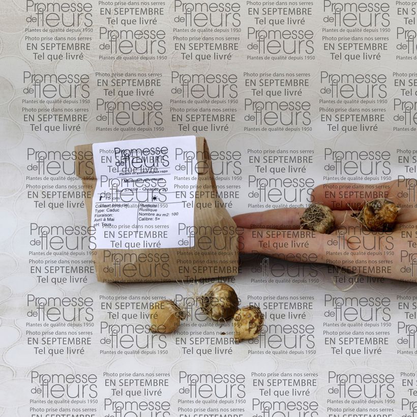 Example of Muscari azureum - Grape Hyacinth Bulb size 6+ specimen as delivered