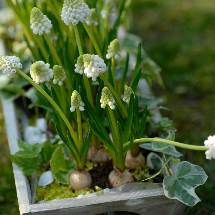 Muscari botryoides Album - Grape Hyacinth (Plant habit)