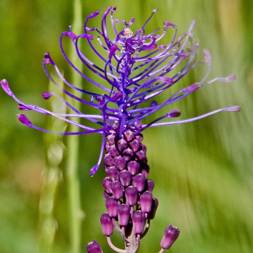 Muscari comosum - Grape Hyacinth (Flowering)