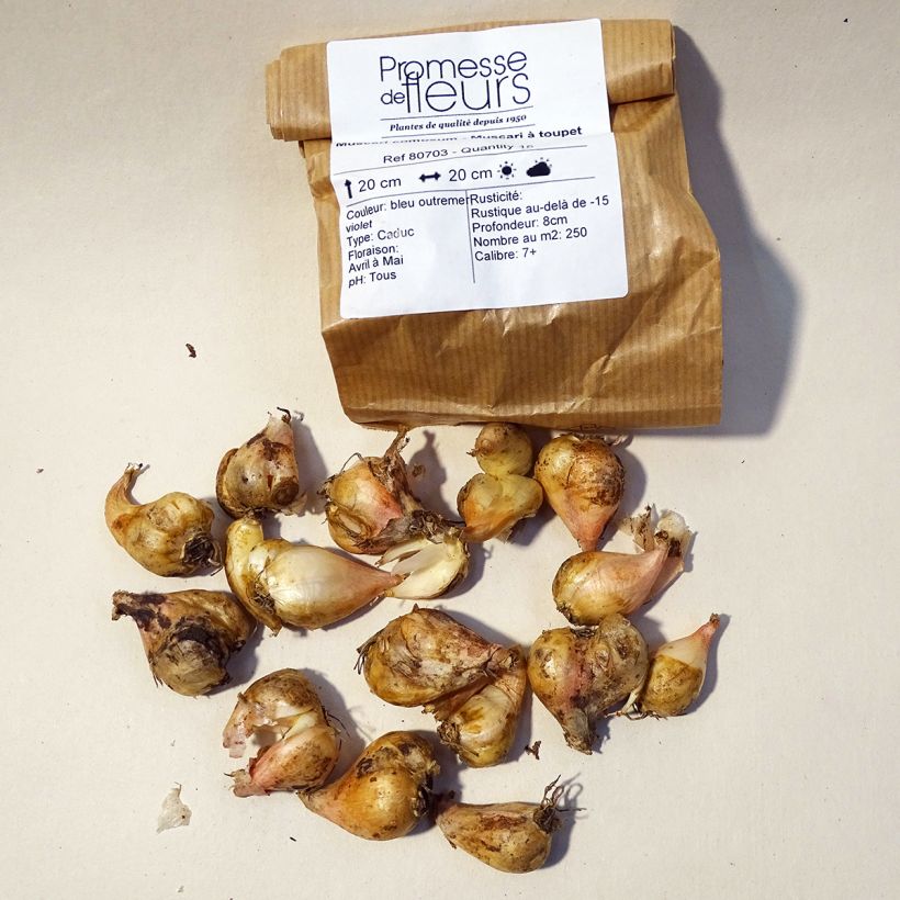 Example of Muscari comosum - Grape Hyacinth Bulb size 5+ specimen as delivered