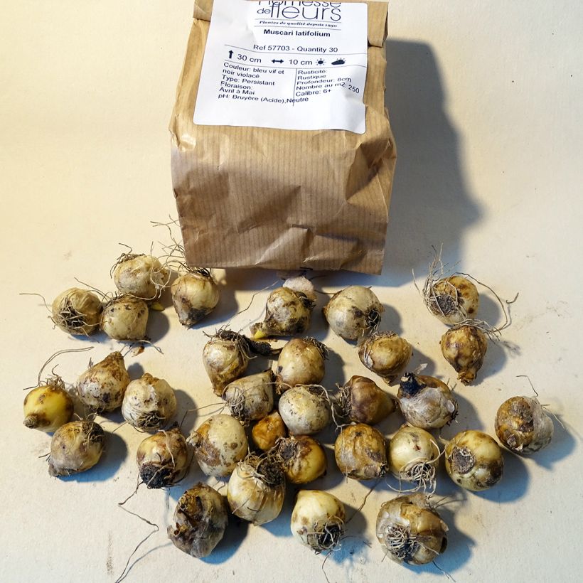 Example of Muscari latifolium - Grape Hyacinth specimen as delivered