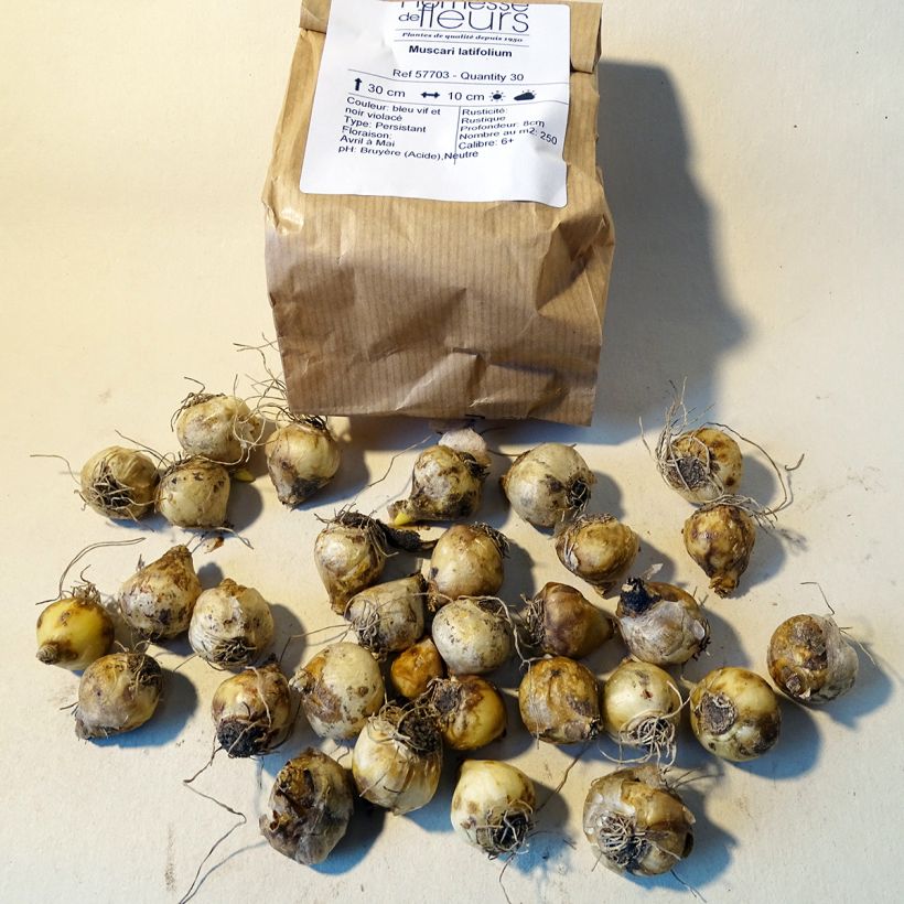 Example of Muscari latifolium - Grape Hyacinth Bulb size 6+ specimen as delivered