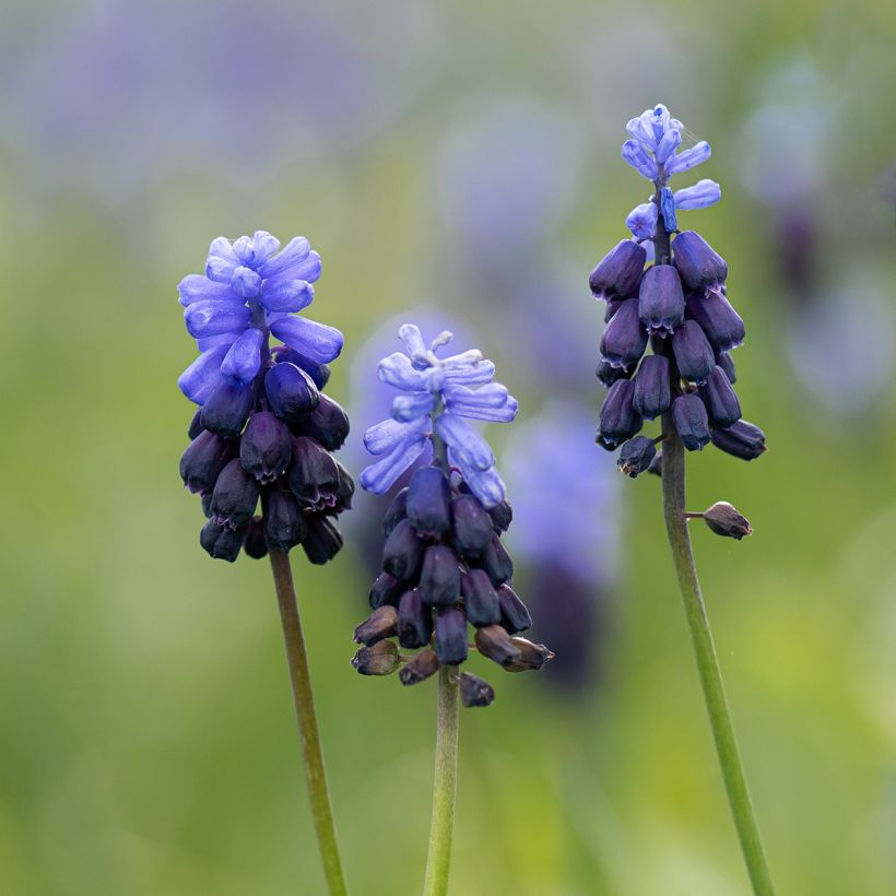 Muscari latifolium - Grape Hyacinth (Flowering)