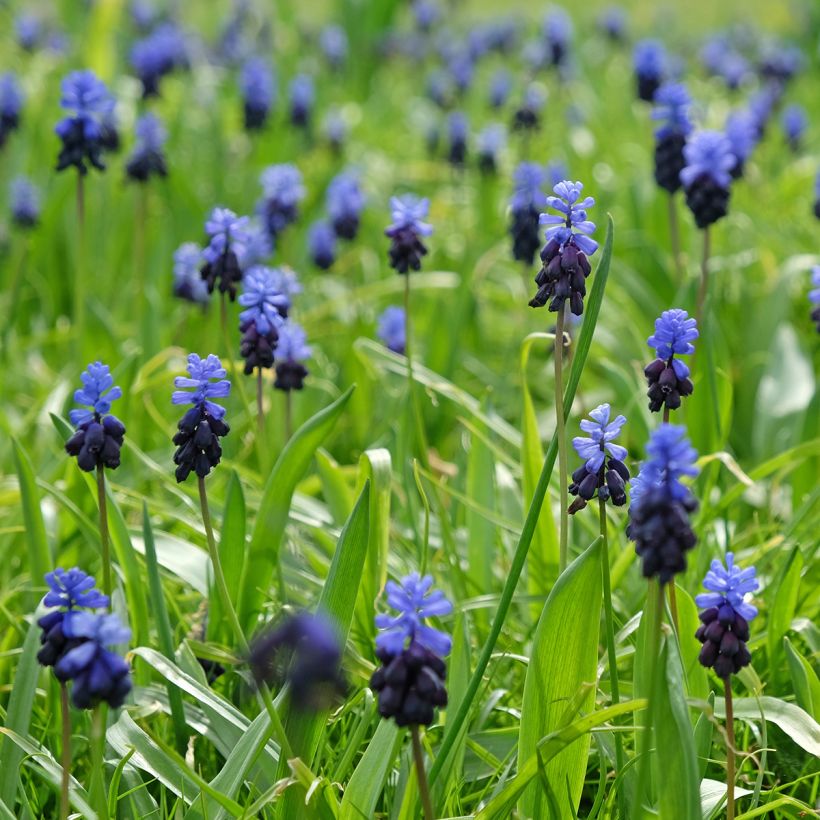 Muscari latifolium - Grape Hyacinth (Plant habit)