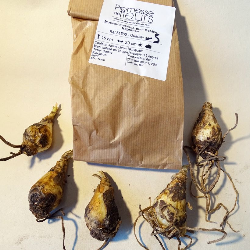 Example of Muscari macrocarpum Golden Fragrance Bulb size 9+ specimen as delivered