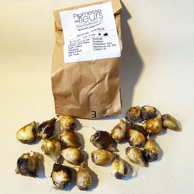 Example of Muscari neglectum  Bulb size 5+ specimen as delivered