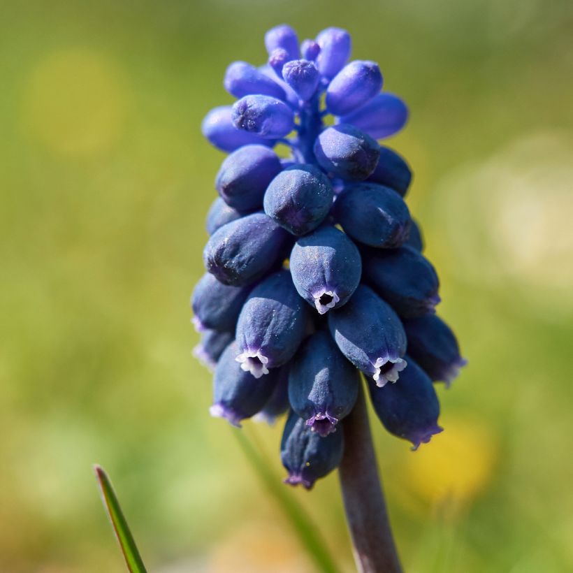 Muscari neglectum  (Flowering)