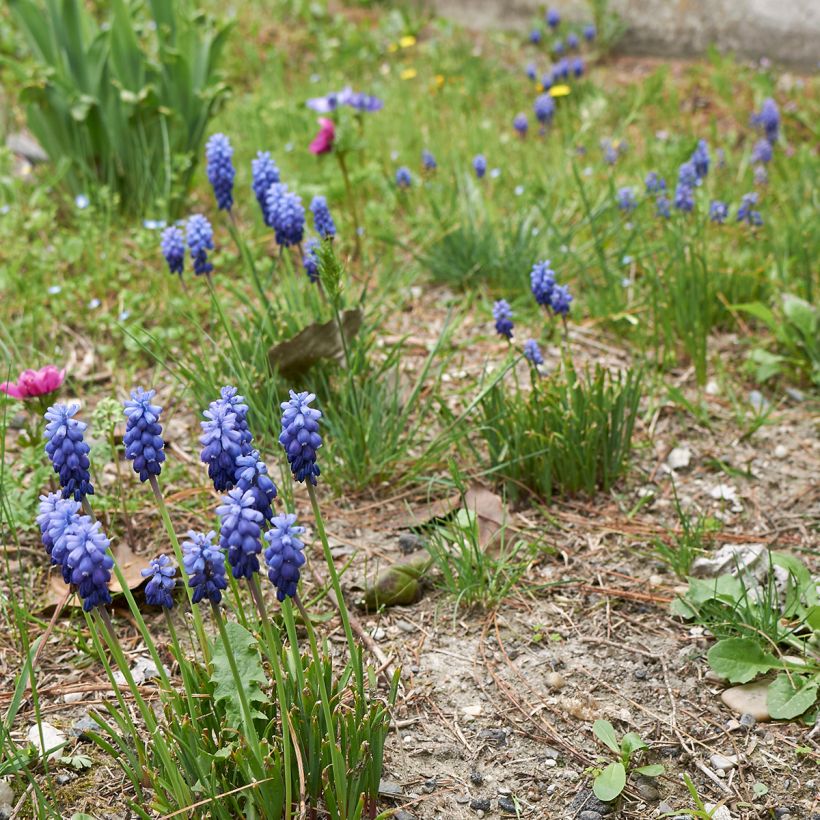 Muscari neglectum  (Plant habit)