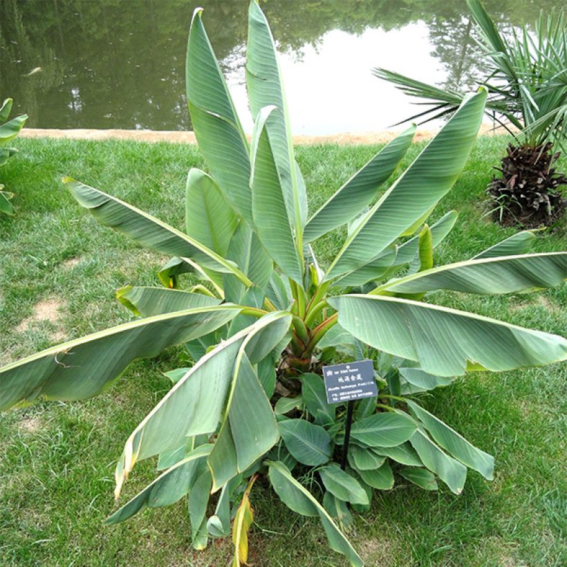 Musella lasiocarpa - Golden Lotus Banana (Foliage)