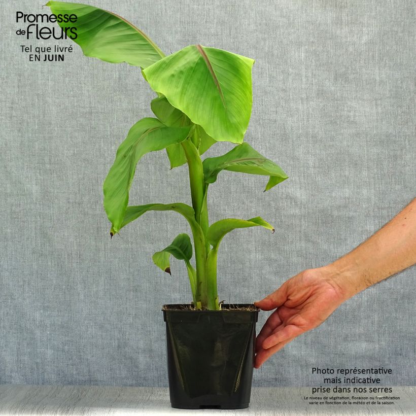 Musella lasiocarpa - Golden Lotus Banana 2L/3L pot sample as delivered in summer
