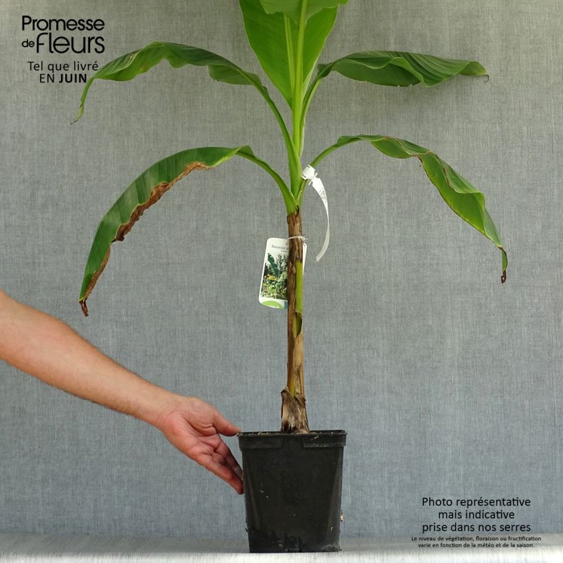 Musella lasiocarpa - Golden Lotus Banana 4L/5L pot sample as delivered in summer