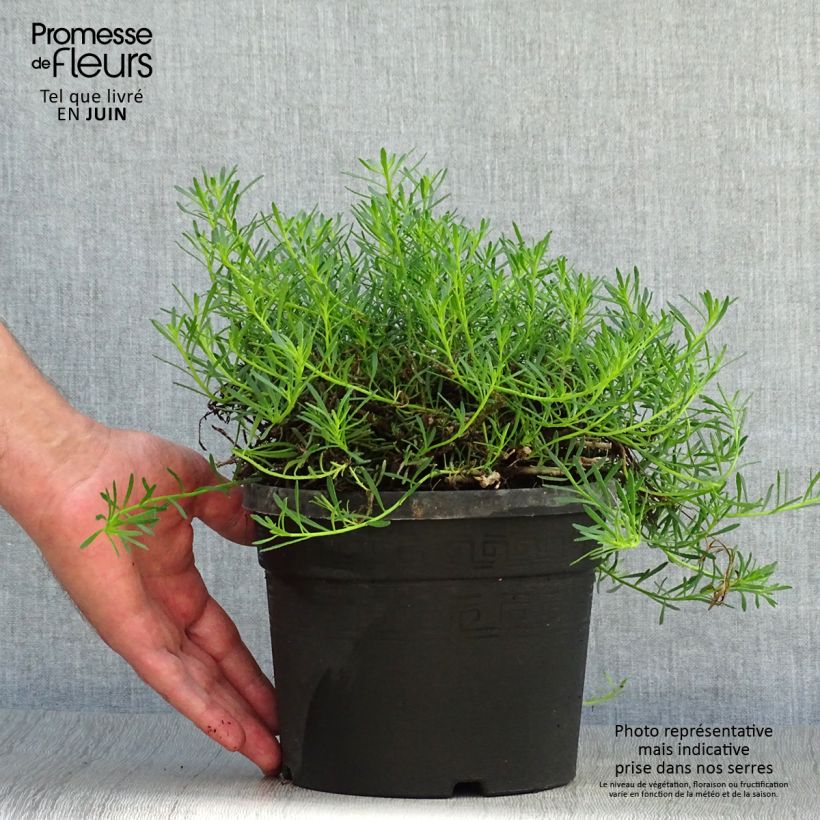 Myoporum parvifolium Pink 3L/4L pot sample as delivered in summer