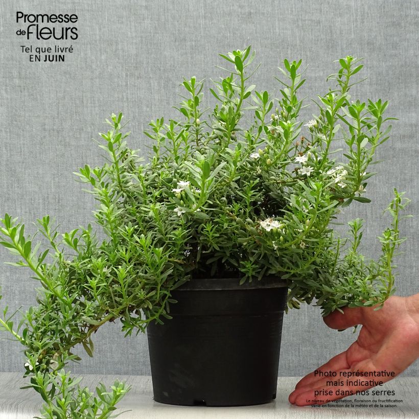 Myoporum parvifolium White 3L/4L pot sample as delivered in summer