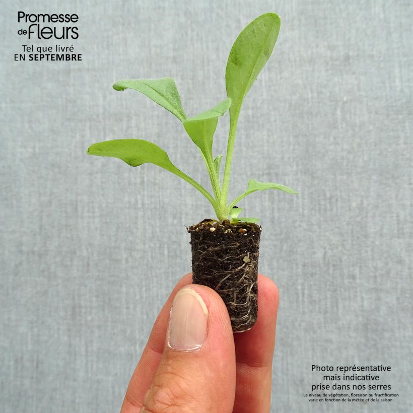 Myosotis sylvatica Bluesylva - Forget-me-not Plug plant 1.5/2.5 cm sample as delivered in autumn