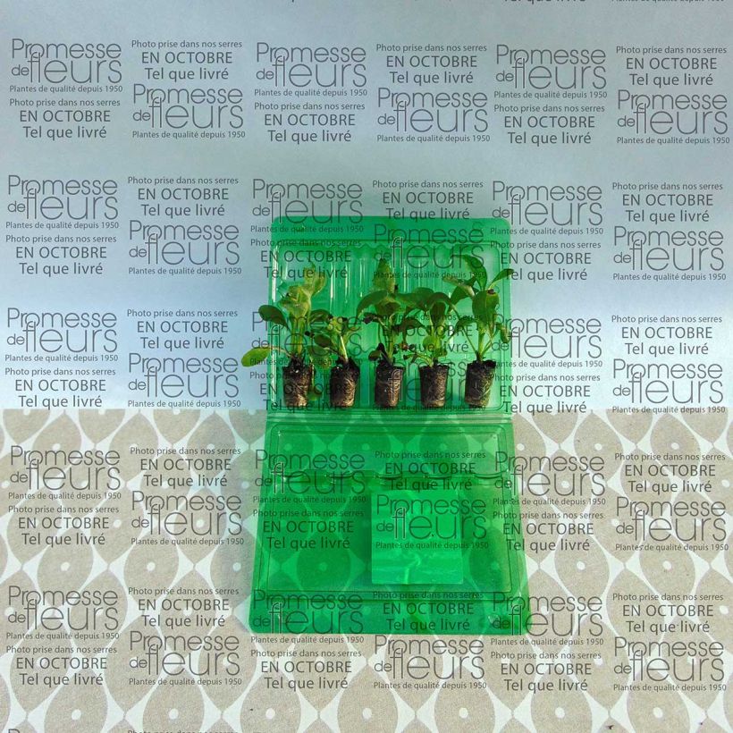 Example of Myosotis sylvatica Roi des Carmins Plug plant 3/4cm specimen as delivered