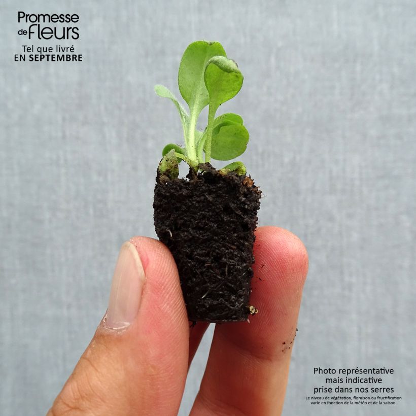 Myosotis sylvatica Rosylva plug plant - Forget-me-not sample as delivered in autumn
