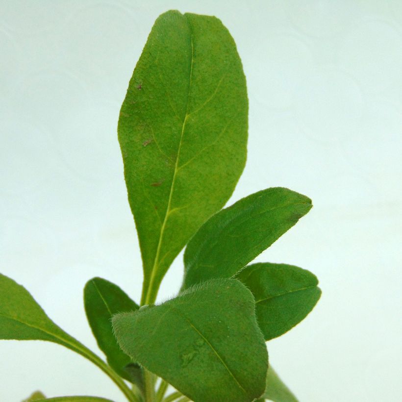 Myosotis sylvatica Rosylva plug plant - Forget-me-not (Foliage)