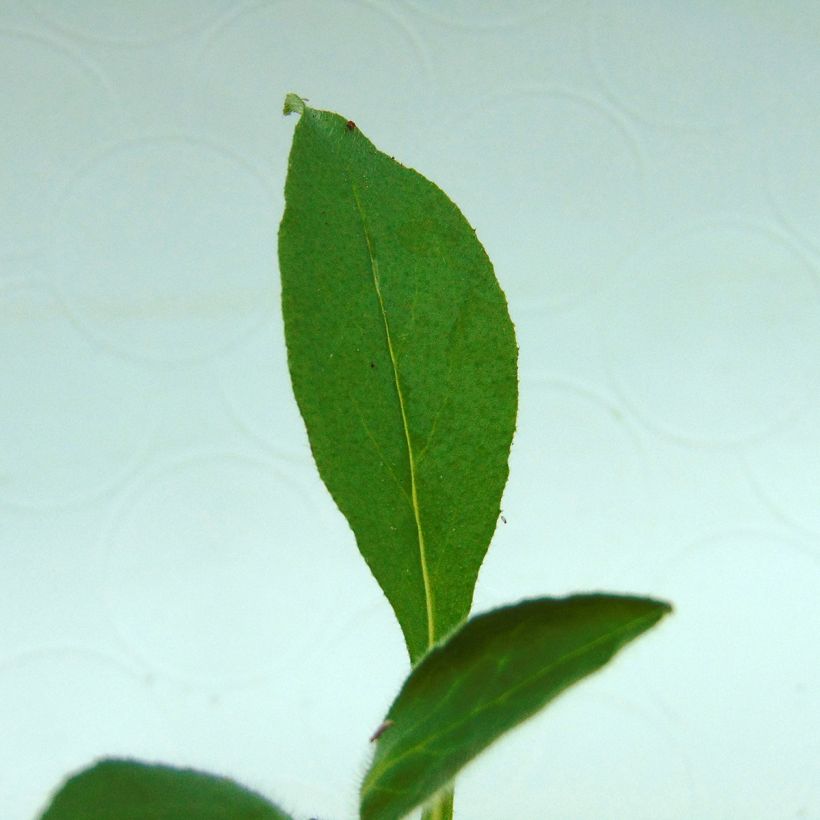 Myosotis sylvatica Snowsylva - Forget-me-not (Foliage)