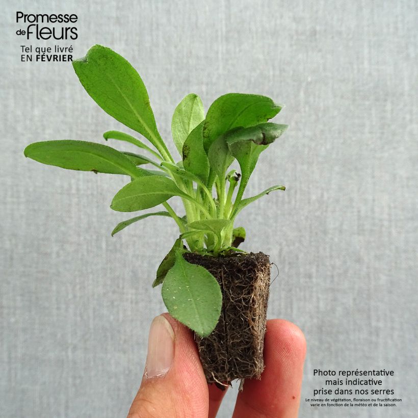 Myosotis sylvatica Snowsylva - Forget-me-not Plug plants 3.8 x 3.2cm - Tray of 16 sample as delivered in autumn
