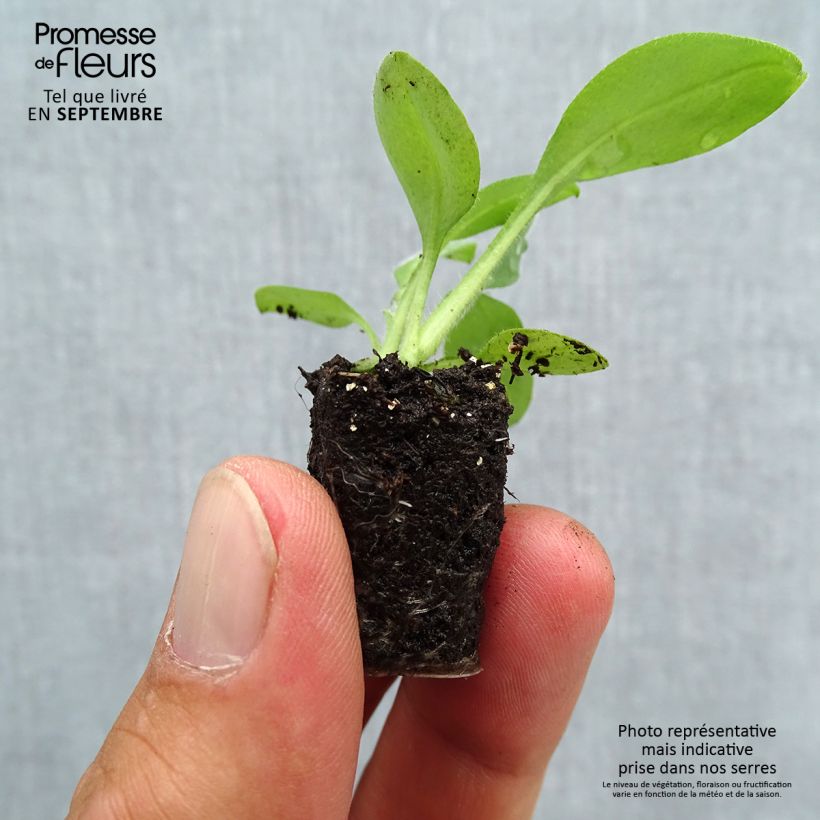 Myosotis sylvatica Snowsylva - Forget-me-not Plug plant 3/4cm sample as delivered in autumn