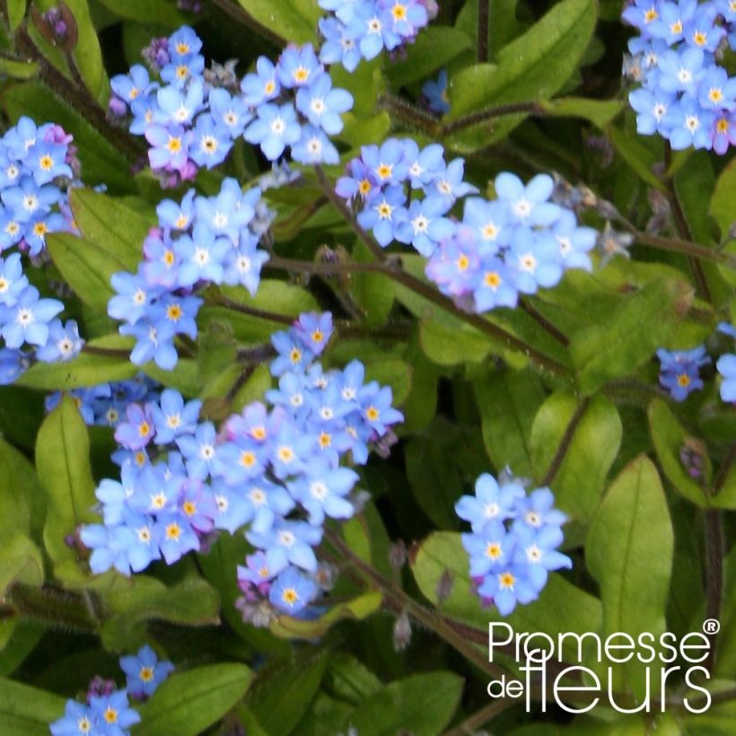 Myosotis sylvatica Savoie Blue (Foliage)