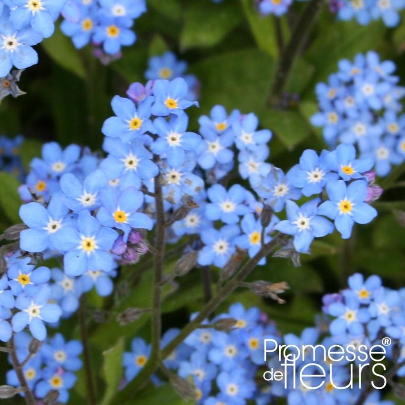 Myosotis sylvatica Savoie Blue (Flowering)