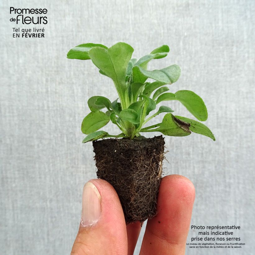 Myosotis sylvatica Savoie Blue Plug plants 3.8 x 3.2cm - Tray of 16 sample as delivered in autumn