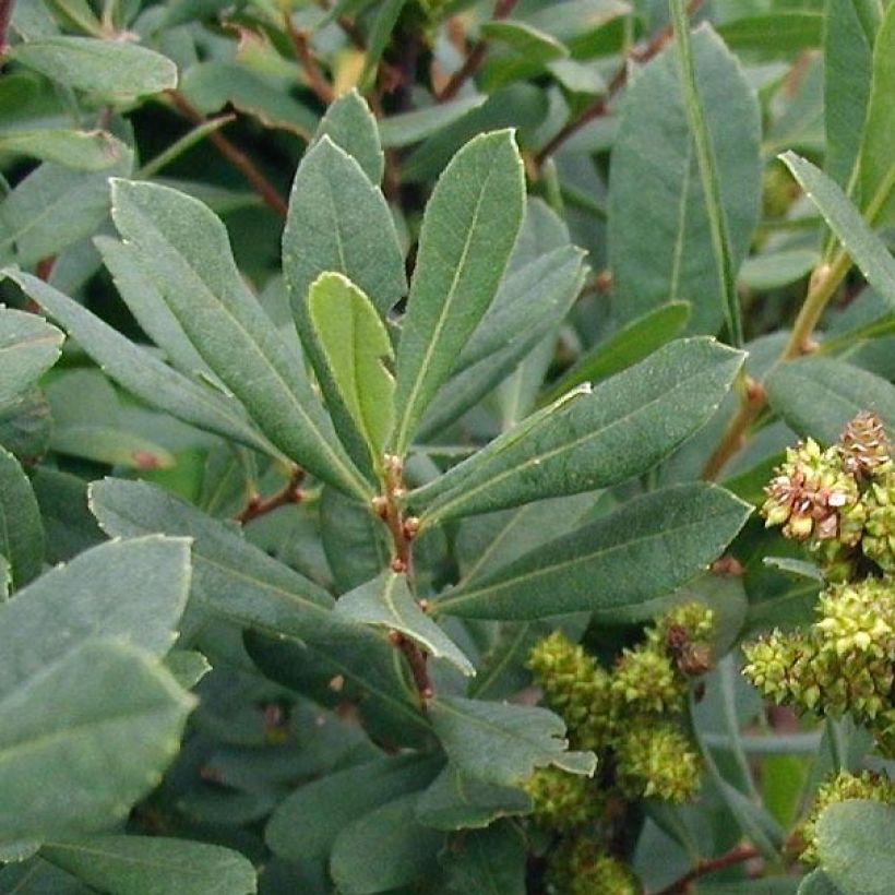 Myrica gale (Foliage)