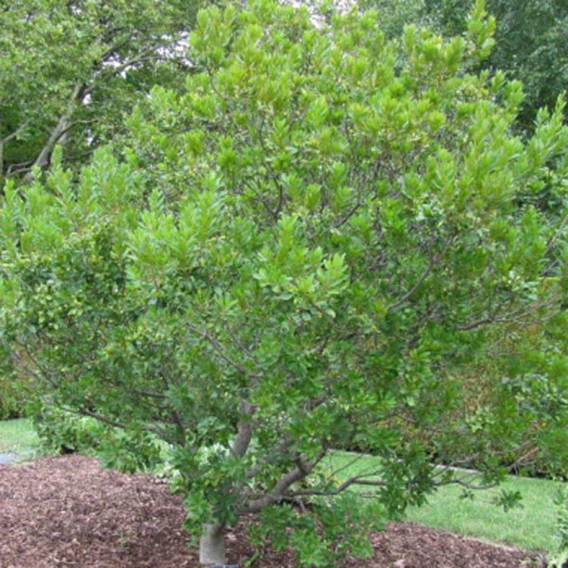 Myrica pensylvanica (Plant habit)