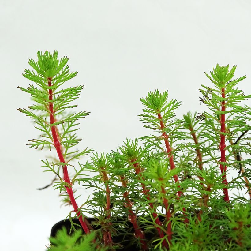 Myriophyllum brasiliense (Foliage)