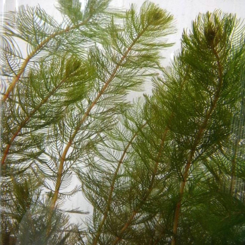 Myriophyllum spicatum (Foliage)