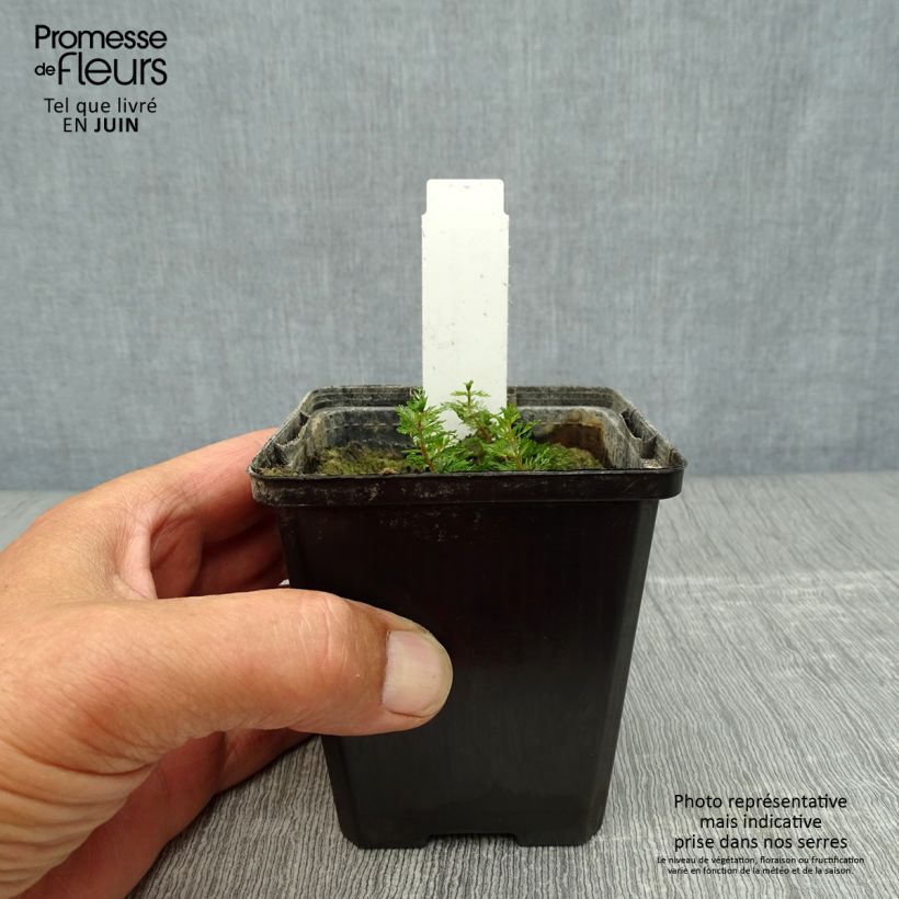Myriophyllum spicatum 8/9 cm pot sample as delivered in summer