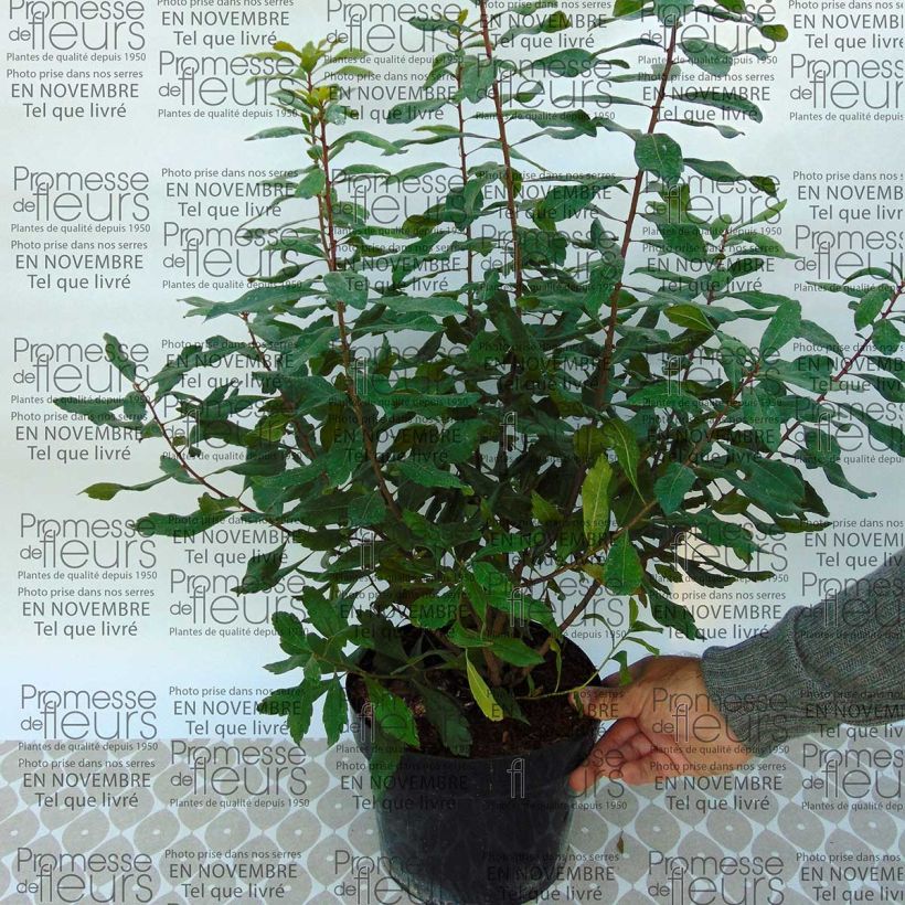 Example of Myrica pensylvanica 3L/4L pot specimen as delivered